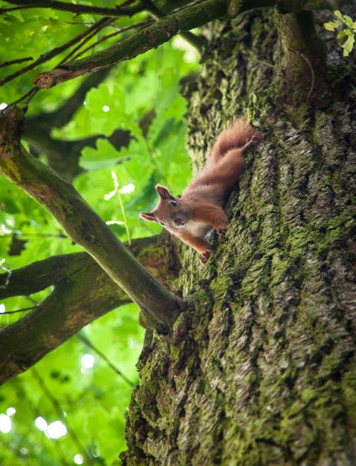 squirrel  forest animal  rodent