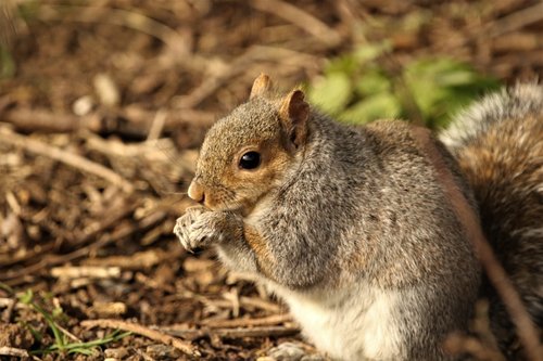 squirrel  feeding  nature