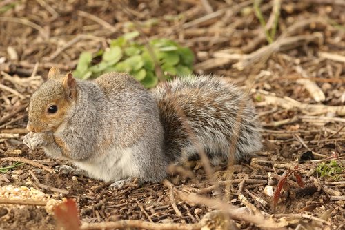 squirrel  feeding  nature