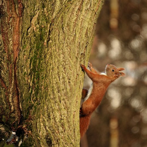 squirrel  animal  nature