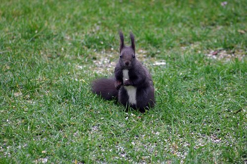 squirrel  animal  rodent