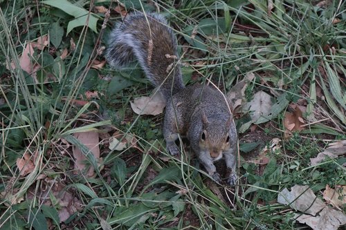 squirrel  park  nature