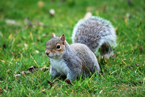 squirrel  animal  cute