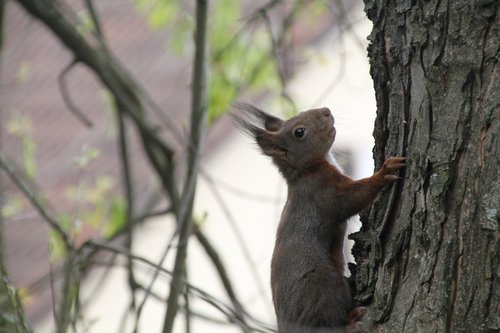 squirrel  close up  tree