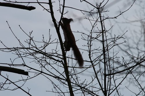 squirrel  silhouette  climb