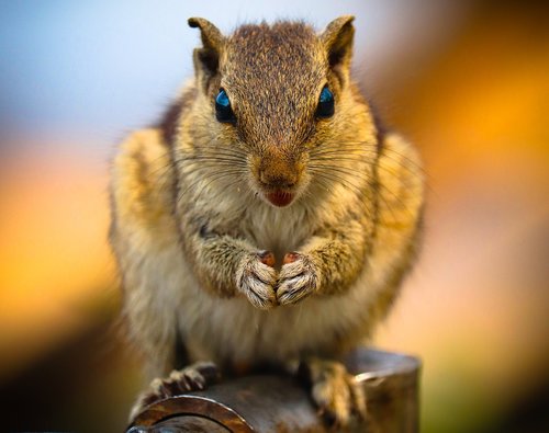 squirrel  india  cute