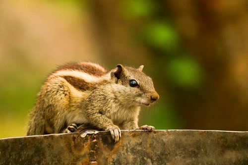 squirrel  cute  animal