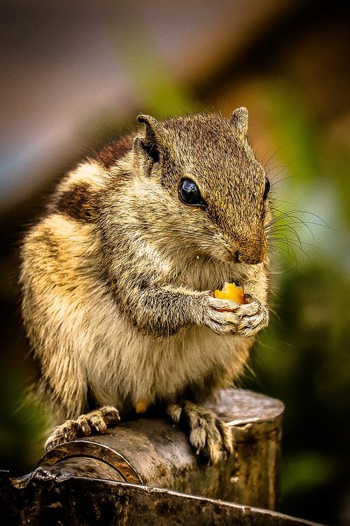 squirrel  nut  animal