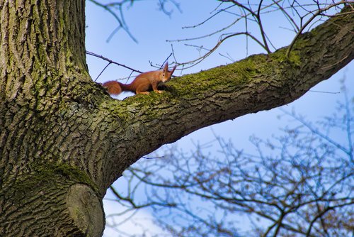 squirrel  tree  nature