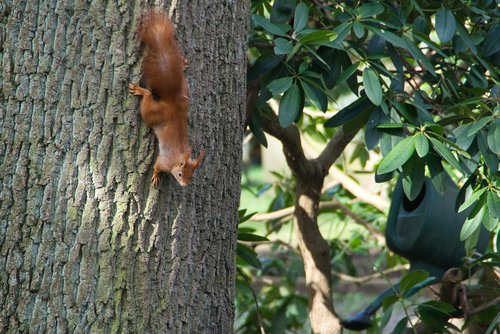 squirrel  tree  nature