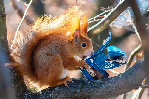 squirrel  chocolate  sugar