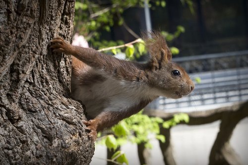 squirrel  fauna  nature