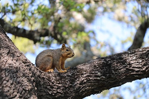 squirrel  brown  tree