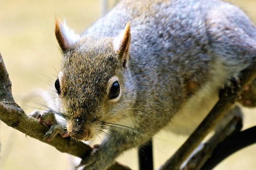 squirrel  young  staring