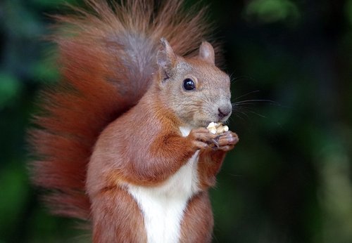 squirrel  rodent  fur