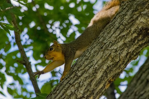 squirrel  rodent  animal