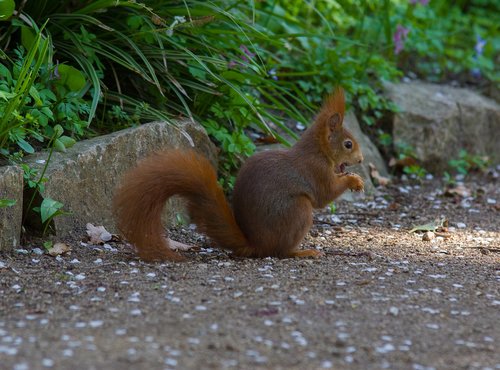 squirrel  rodent  sweet