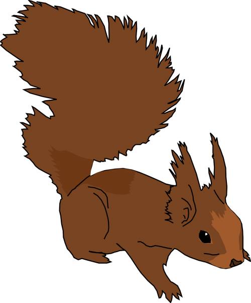 squirrel animal cute