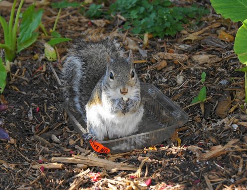 squirrel  garden  cute