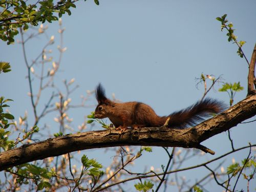 squirrel forest red