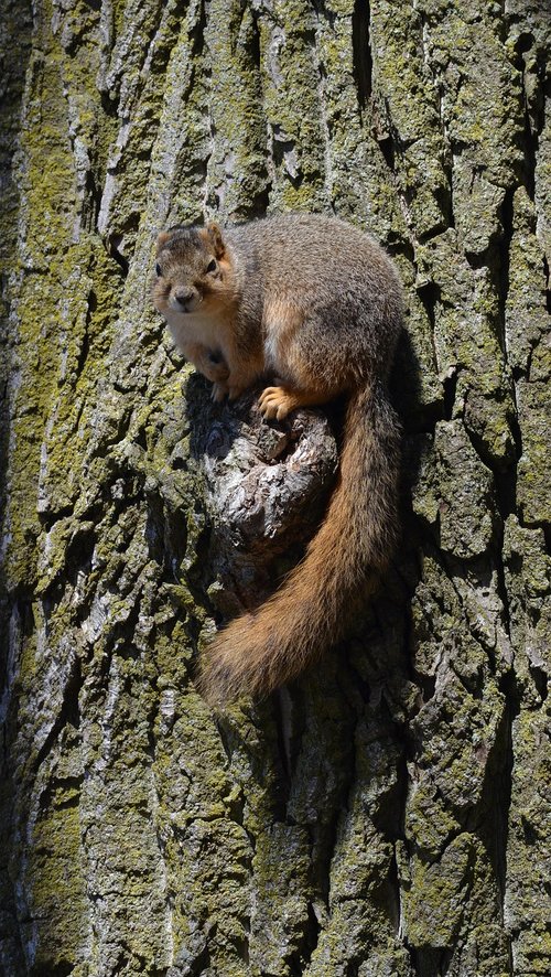 squirrel  rodent  cute