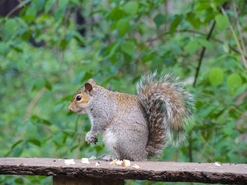 squirrel  nature  animal