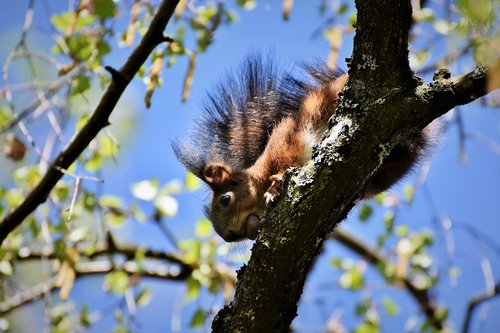 squirrel  verifiable kitten  rodent