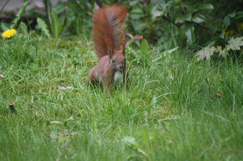 squirrel  meadow  animal