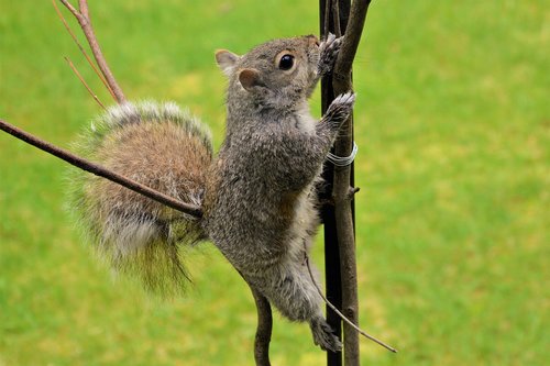 squirrel  young  climbing