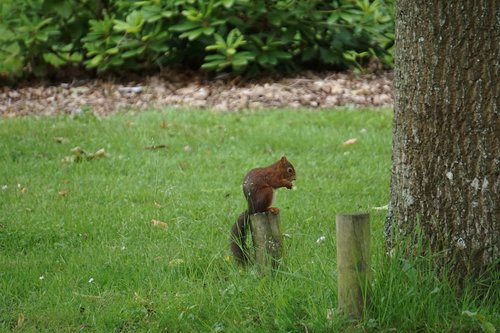 squirrel  cute  park