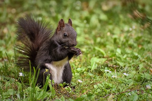 squirrel  nager  cute