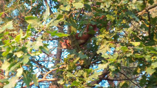 squirrel tree climb