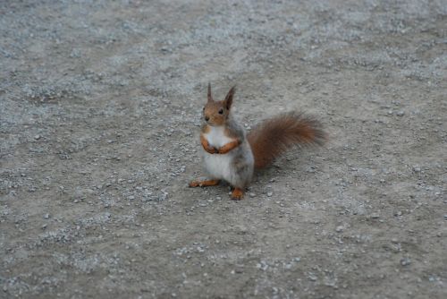 squirrel sitting rodent