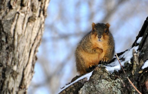 squirrel snow perch