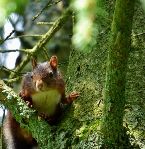 squirrel tree forest