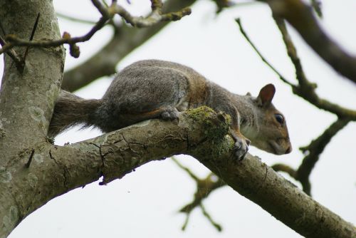 squirrel grey rodent