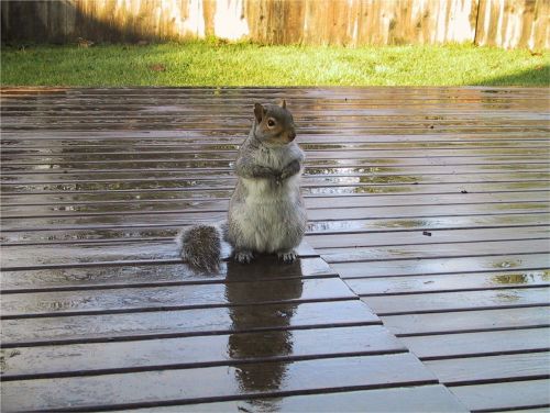 squirrel deck cute