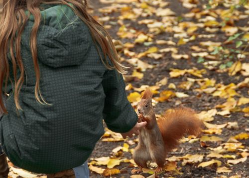 squirrel animals autumn
