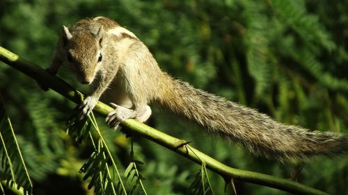 squirrel animal nature