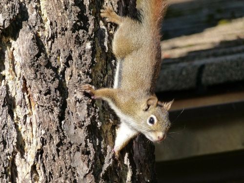 squirrel tree ciimbing