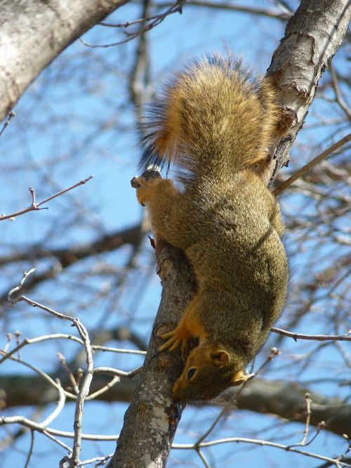 squirrel spring animal world