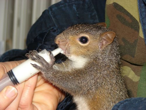 squirrel feeding baby