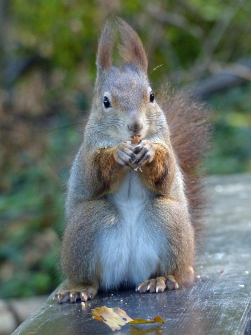 squirrel nut eat