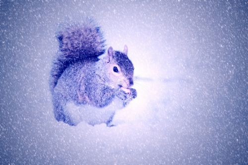 squirrel winter snow