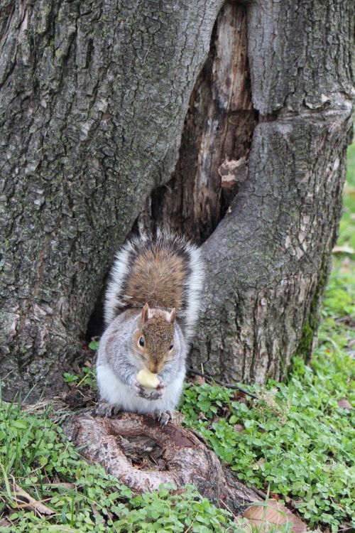 squirrel acorn animal