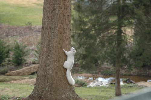 squirrel white rodent