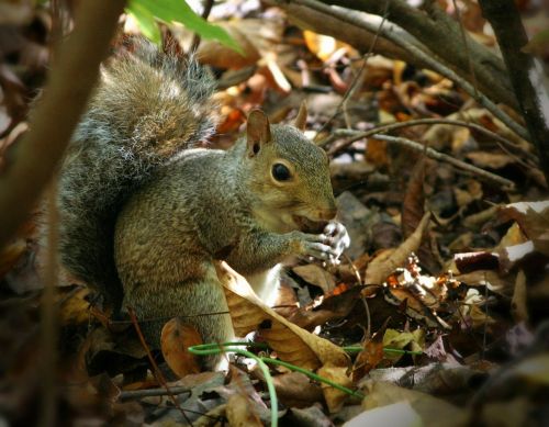 squirrel eating nuts