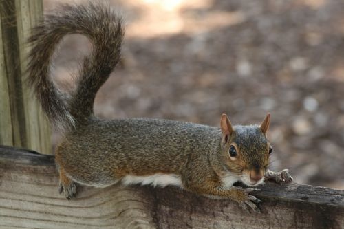 squirrel rodent mammal