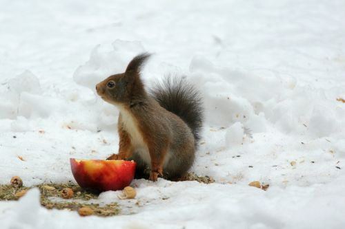 squirrel winter snow