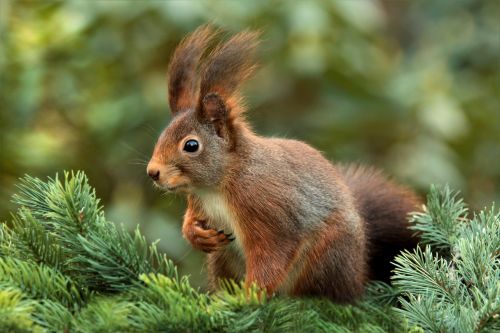 squirrel attention ears